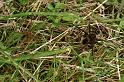 Dolomedes_plantarius_D5151_Z_90_Canal du Nivernais_Frankrijk